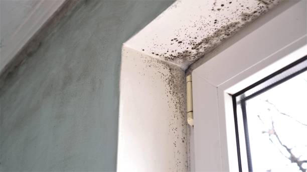 Best Office Mold Removal Services  in USA